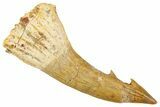 Fossil Sawfish (Onchopristis) Rostral Barb - Morocco #351700-1